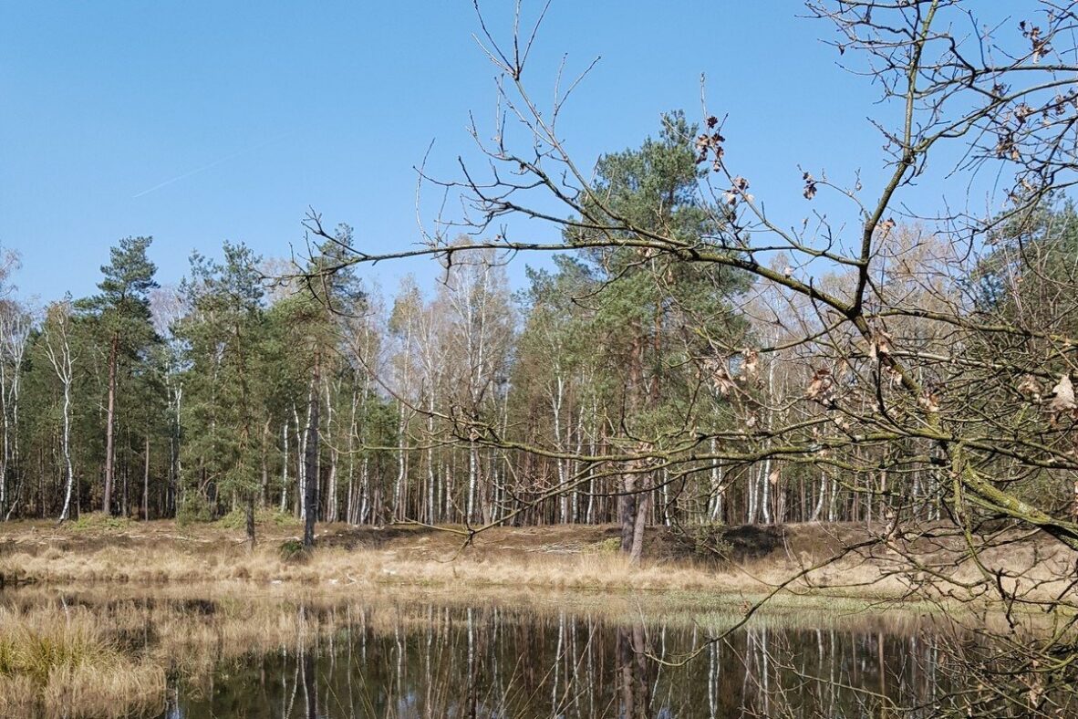 Loenen Reeënberg wandeling (Gelderland)