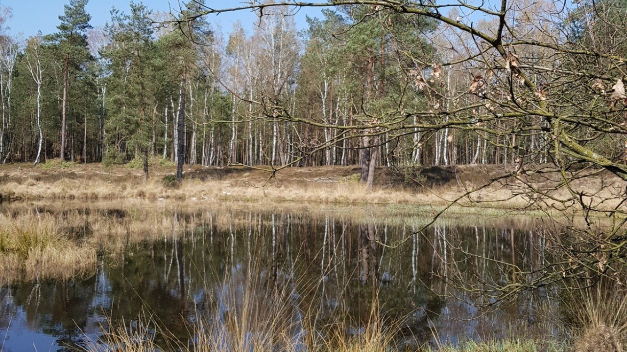 Loenen Reeënberg wandeling (Gelderland)