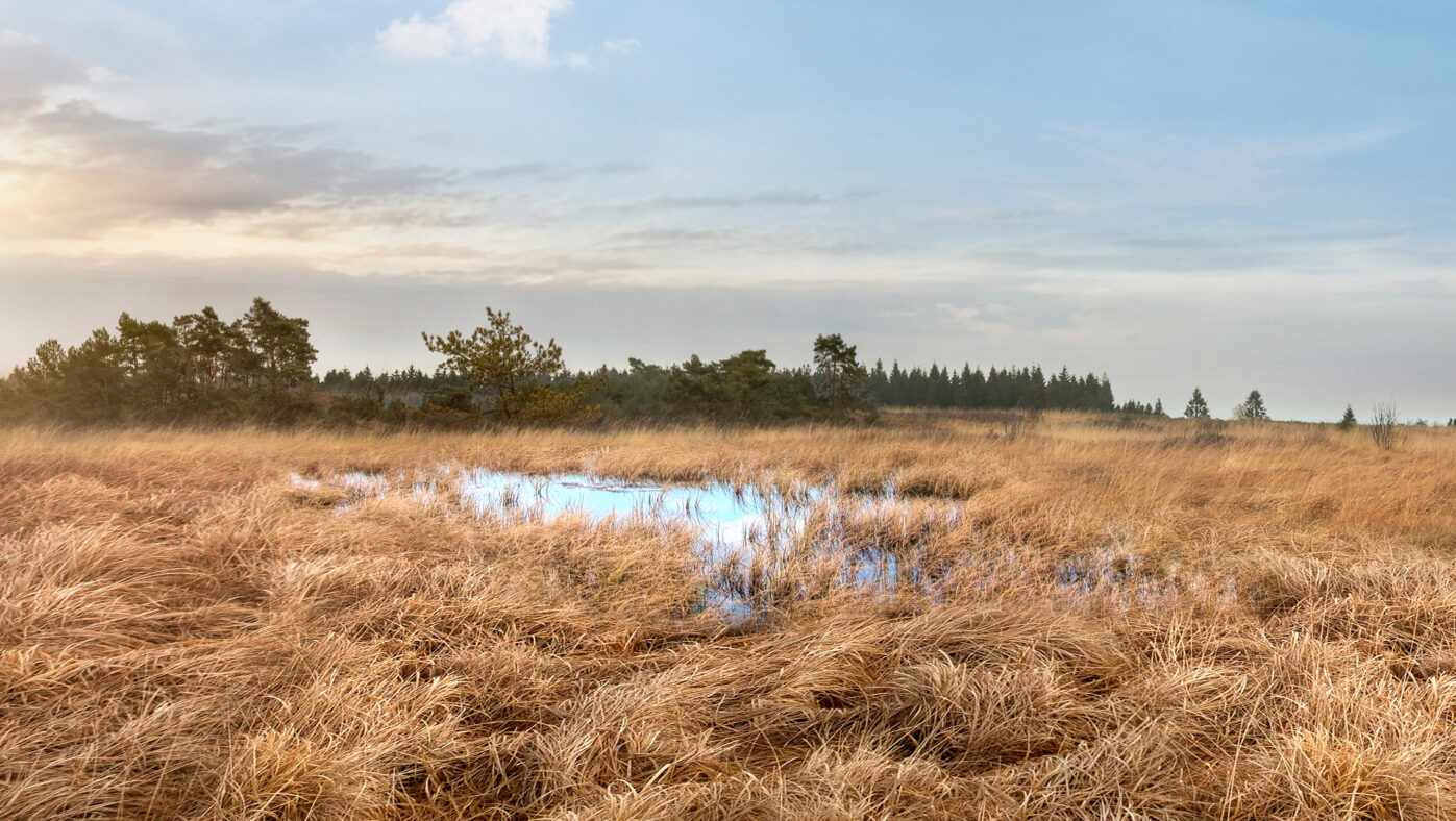 biodiversiteit en waterkwaliteit