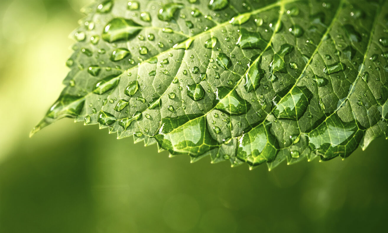 De 5 rollen van water voor de gezondheid